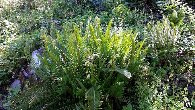 Polystichum munitum  western sword fern