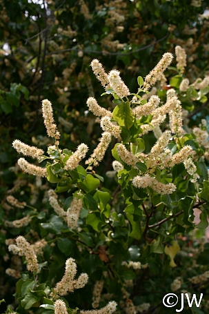 Prunus ilicifolia ssp. ilicifolia  hollyleaf cherry