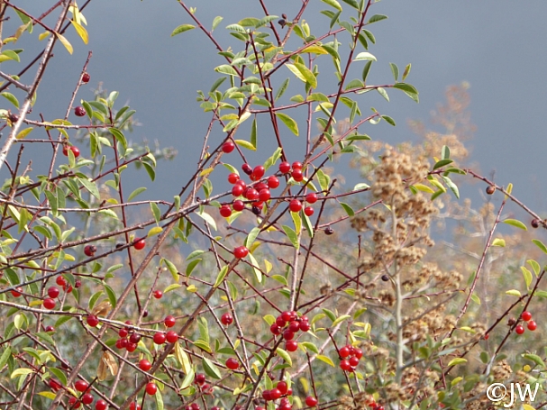 Prunus emarginata  bitter cherry