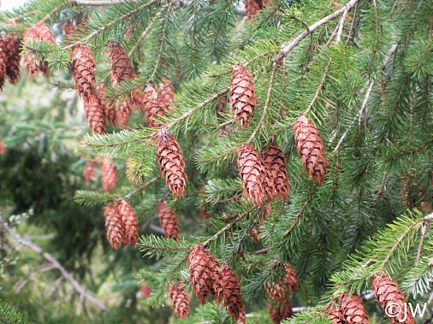 Pseudotsuga menziesii  Douglas fir