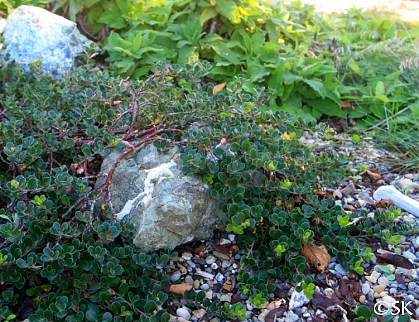 Arctostaphylos uva-ursi 'Point Reyes' Point Reyes bearberry
