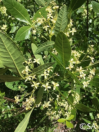 Ptelea crenulata  California hoptree