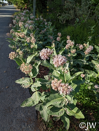 Asclepias speciosa  showy milkweed