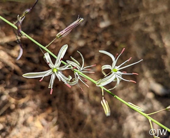 Chlorogalum pomeridianum v. pomeridianum  soap plant