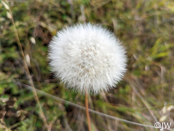 Agoseris grandiflora  California dandelion