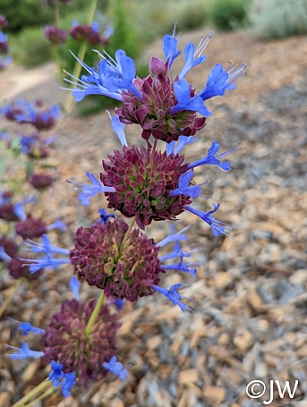 Salvia  'Celestial Blue' sage