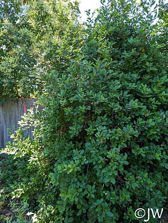 Frangula (Rhamnus) californica 'Olema' California coffeeberry