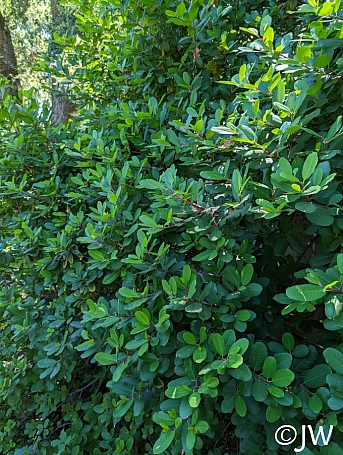 Frangula (Rhamnus) californica 'Olema' California coffeeberry