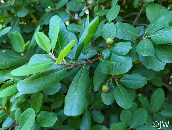 Frangula (Rhamnus) californica 'Olema' California coffeeberry