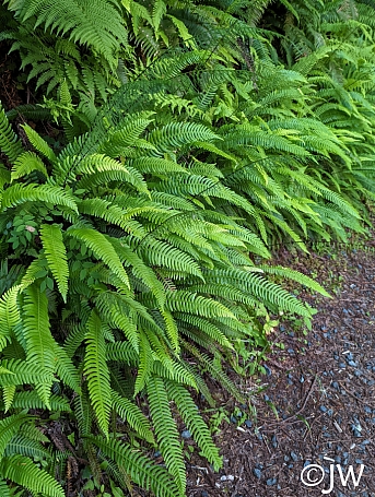 Blechnum spicant  deer fern