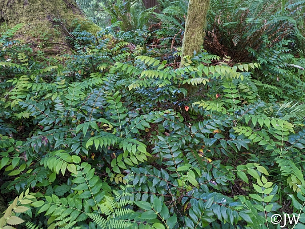 Berberis (Mahonia) nervosa  longleaf mahonia