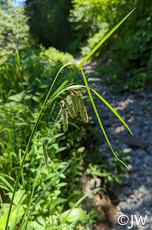 Carex mertensii  Mertens' sedge
