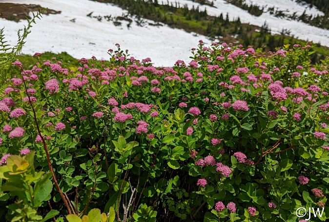 Spiraea splendens (densiflora)  rose meadowsweet