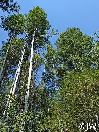Populus tremuloides  quaking aspen