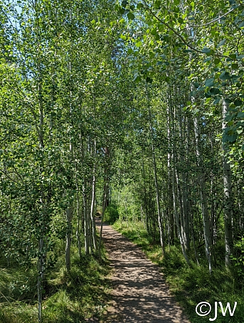 Populus tremuloides  quaking aspen