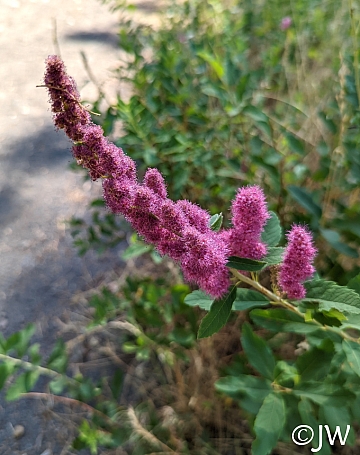 Spiraea douglasii  western spirea, rose spirea