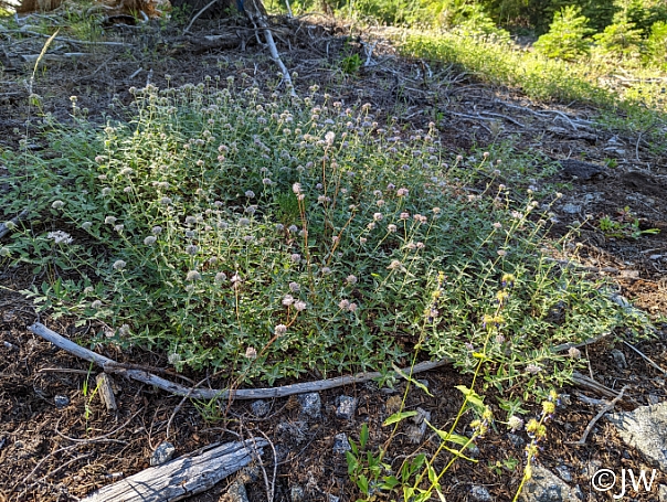 Monardella odoratissima  mountain coyote mint, mountain pennyroyal