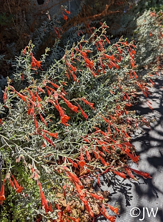 Epilobium  'Chaparral Silver' California fuchsia