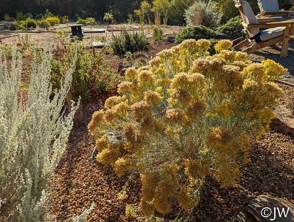 Ericameria nauseosa  showy rabbitbrush