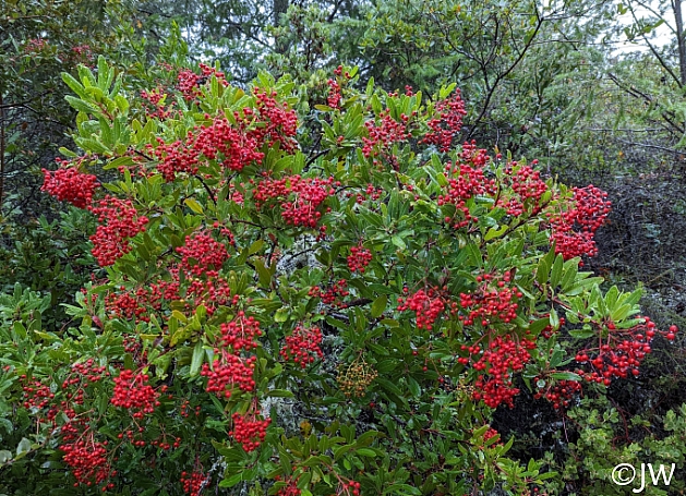 Heteromeles arbutifolia  toyon