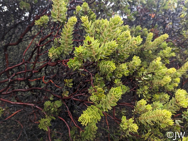 Arctostaphylos glandulosa 'Super Freak' Eastwood manzanita