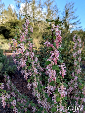 Ribes malvaceum 'Dancing Tassels' chaparral currant