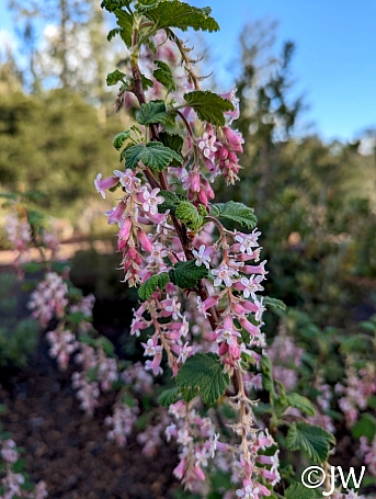 Ribes malvaceum 'Dancing Tassels' chaparral currant