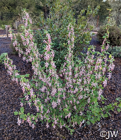 Ribes malvaceum 'Dancing Tassels' chaparral currant