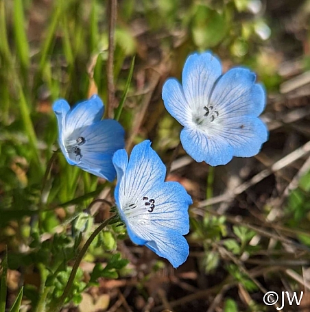 Nemophila menziesii - Frosty Blue  baby blue eyes