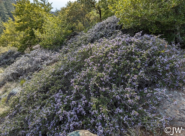 Ceanothus cuneatus  buckbrush