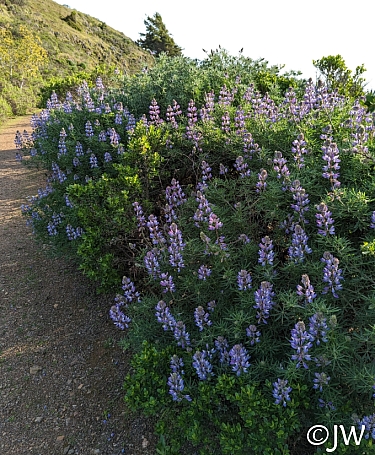 Lupinus arboreus - blue flowered form  blue bush lupine