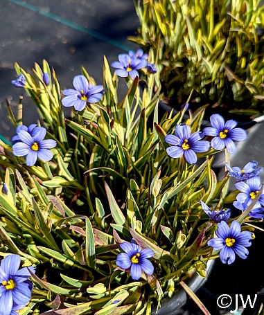 Sisyrinchium bellum 'Stripey' variegated blue-eyed grass