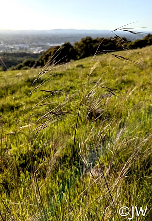 Stipa (Nassella) pulchra  purple needlegrass
