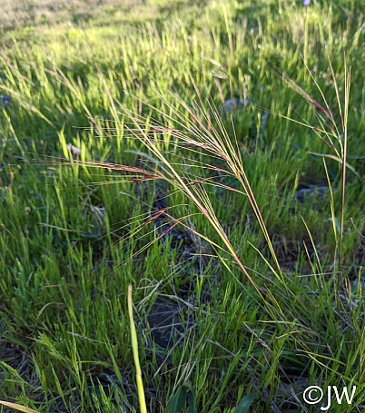 Stipa (Nassella) pulchra  purple needlegrass