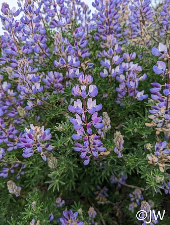 Lupinus arboreus - blue flowered form  blue bush lupine