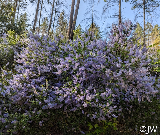 Ceanothus parryi  Parry's ceanothus, ladybloom
