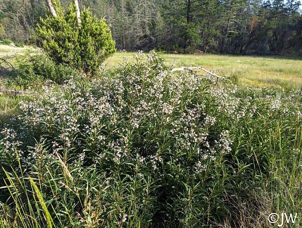 Eriodictyon californicum  yerba santa