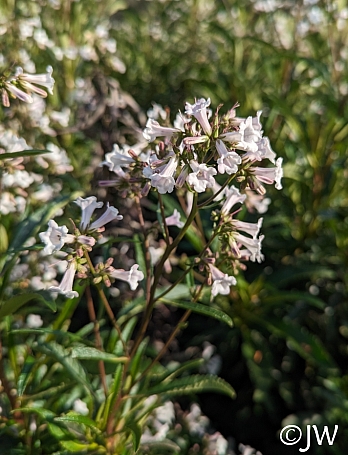 Eriodictyon californicum  yerba santa