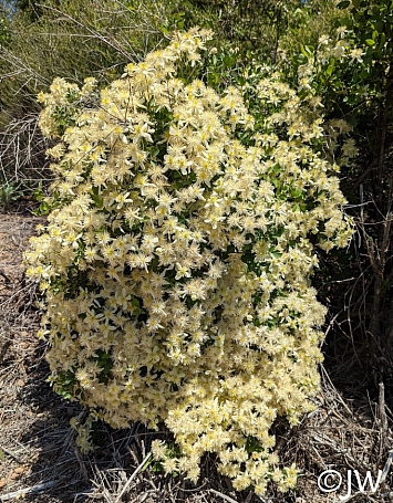 Clematis lasiantha  chaparral clematis