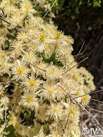Clematis lasiantha  chaparral clematis