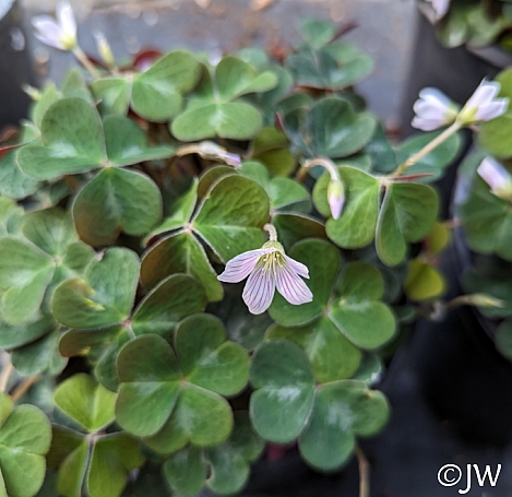 Oxalis  oregana 'Klamath Ruby' redwood sorrel