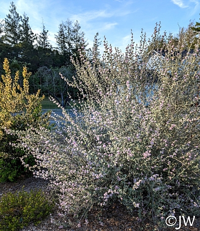 Malacothamnus fremontii  fremont's bush mallow