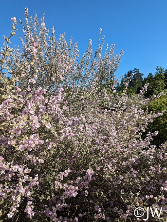 Malacothamnus fremontii  fremont's bush mallow