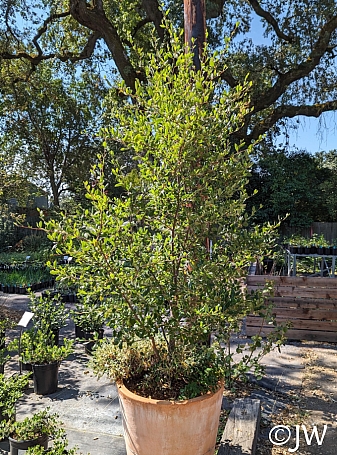 Cercocarpus betuloides var. blancheae  Island mountain mahogany