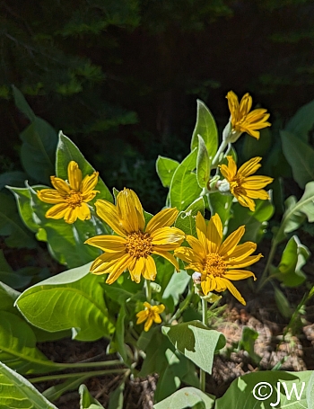Wyethia mollis  mountain mule ears