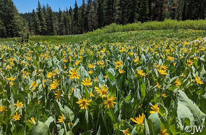 Wyethia mollis  mountain mule ears
