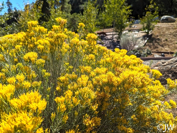 Ericameria nauseosa  showy rabbitbrush