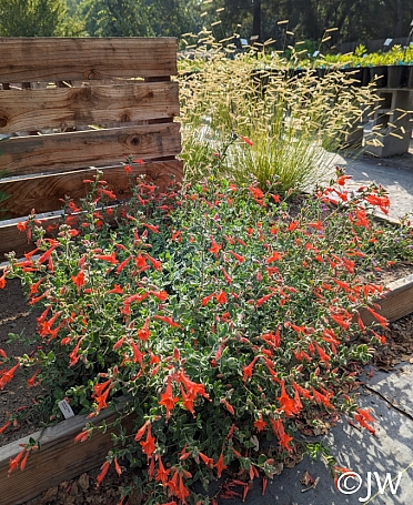 Epilobium canum 'Calistoga' California fuchsia