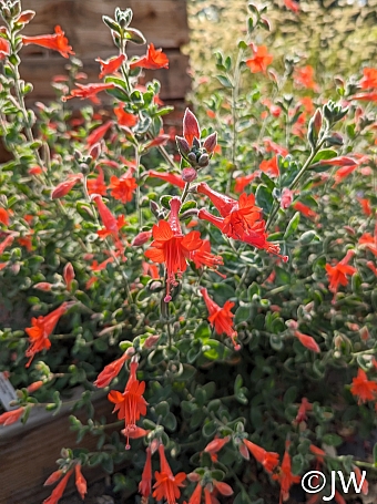 Epilobium canum 'Calistoga' California fuchsia
