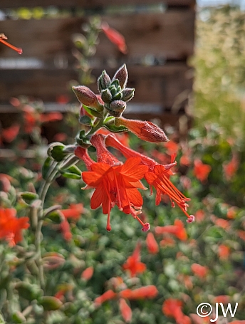Epilobium canum 'Calistoga' California fuchsia